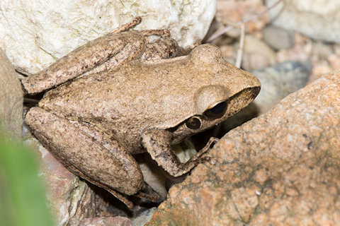 Stoney Creek Frog (Litoria wilcoxii)